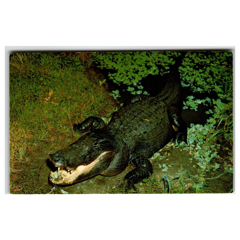 Vintage Florida Alligator Postcard Mirro-Krome Ross Allen Silver Springs